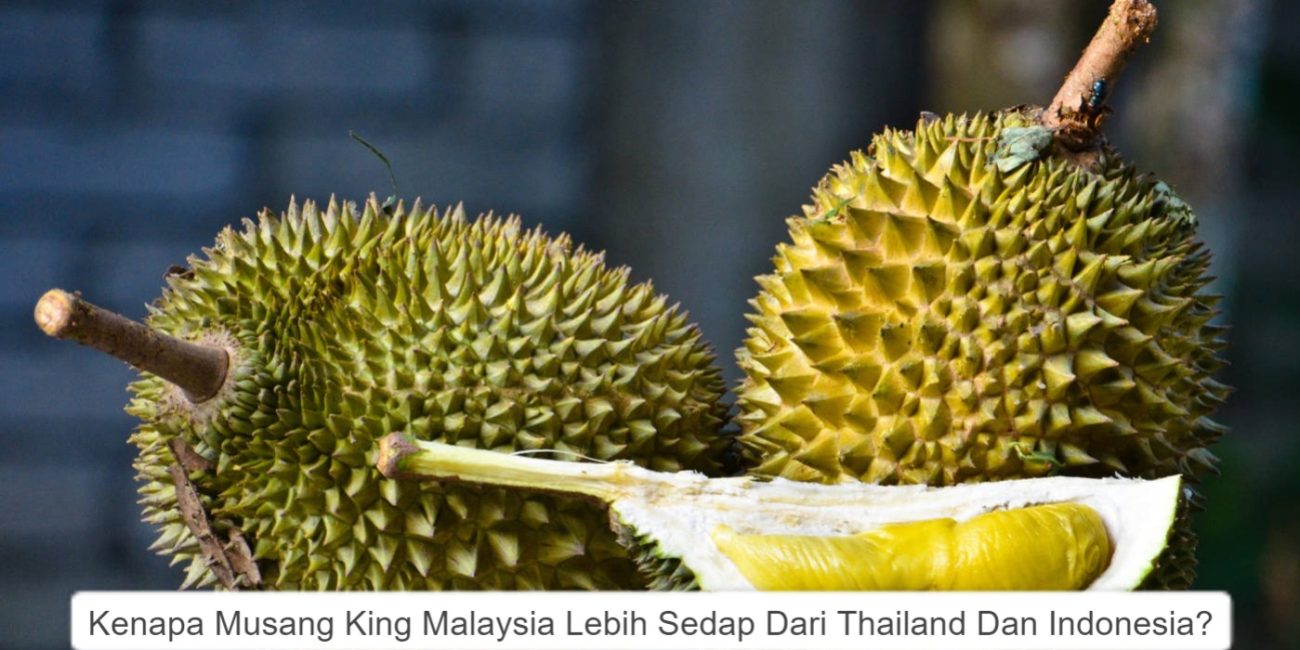 Kenapa Musang King Malaysia Lebih Sedap Dari Indonesia Dan Thailand?