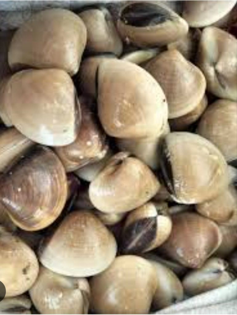 Kerang Di Pantai Sura Di sahkan mengandungi Bakteria Fecal Coliform Dan Escherichia Coli ( E. coli )