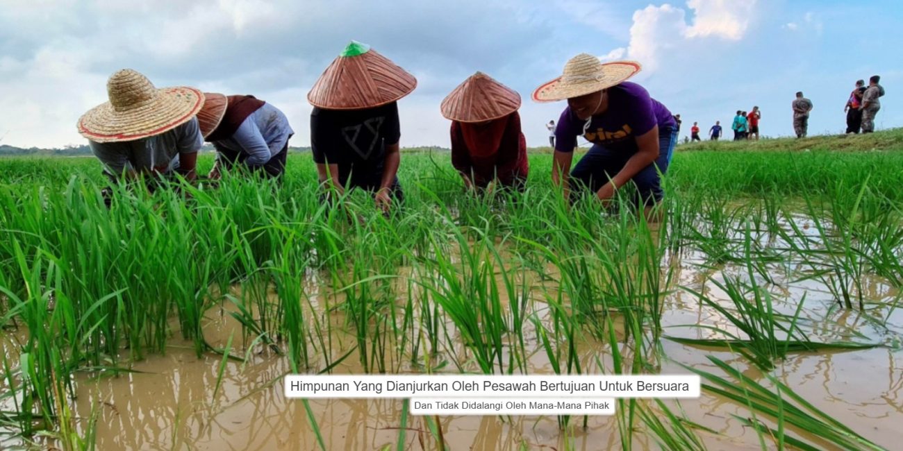 Perhimpunan Yang Dianjurkan Oleh Pesawah Bertujuan Untuk Bersuara Dan Tidak Di dalangi Oleh Mana_Mana Pihak.
